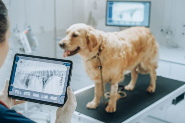 Bilgisayarlı Röntgen(CR)