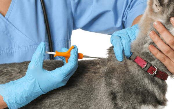 Mikroçip İmplantasyonu